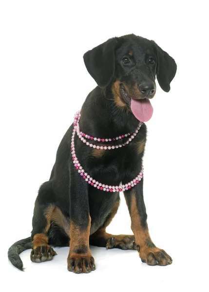 Welpen beauceron im Studio — Stockfoto