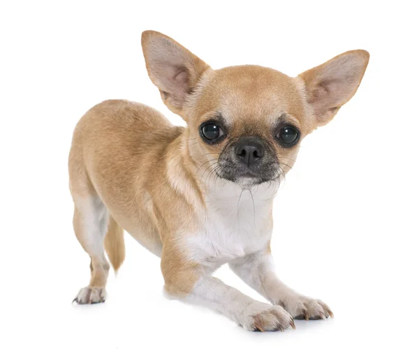 Chihuahua joven en estudio — Foto de Stock