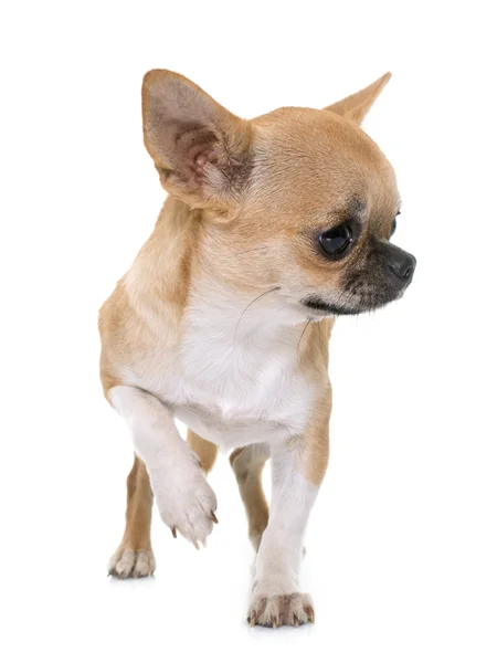 Junger Chihuahua im Atelier — Stockfoto