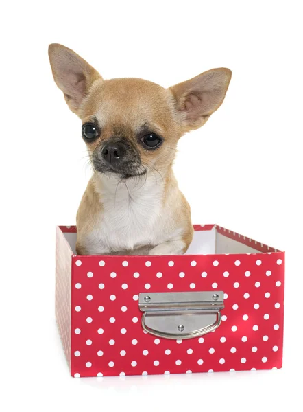 Young chihuahua in studio — Stock Photo, Image