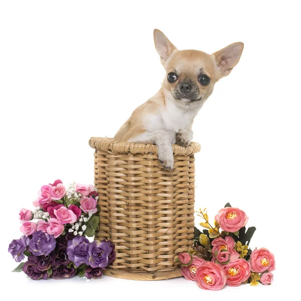 Jovem chihuahua no estúdio — Fotografia de Stock