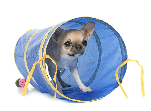 Chihuahua joven en túnel — Foto de Stock