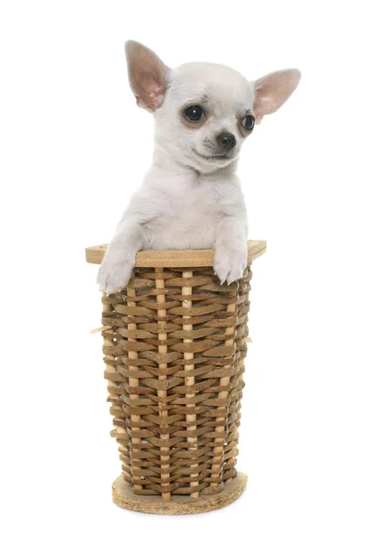 Giovane chihuahua in studio — Foto Stock