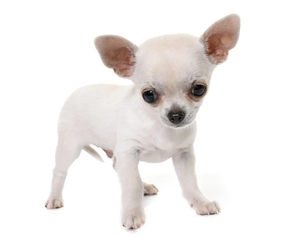 Junger Chihuahua im Atelier — Stockfoto