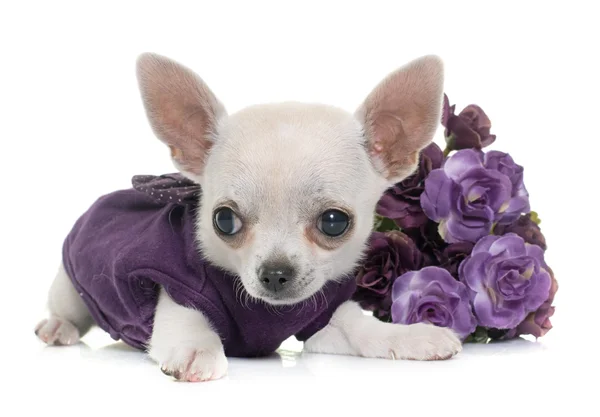 Klädd chihuahua i studio — Stockfoto