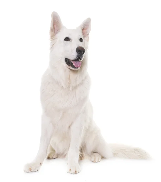 Weißer Schweizer Schäferhund — Stockfoto