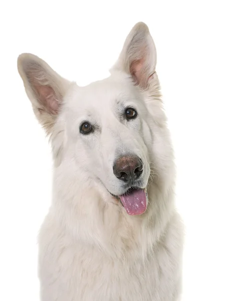 Weißer Schweizer Schäferhund — Stockfoto