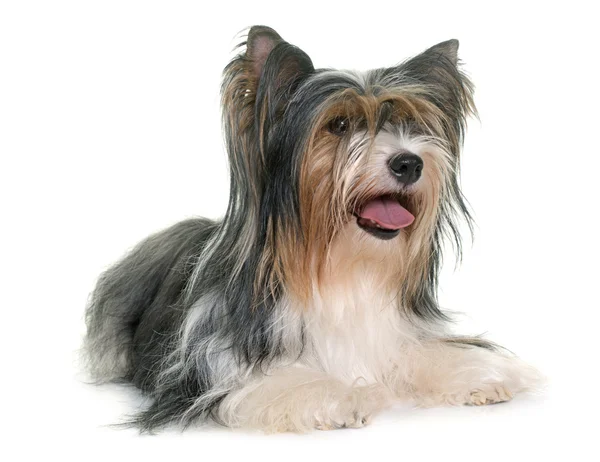 Biewer yorkshire terrier — Zdjęcie stockowe