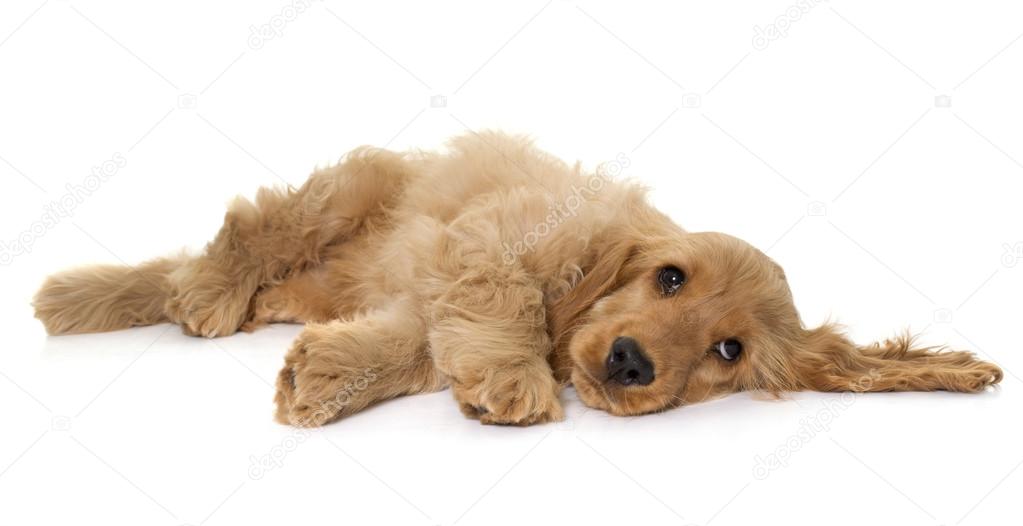 puppy cocker spaniel in studio