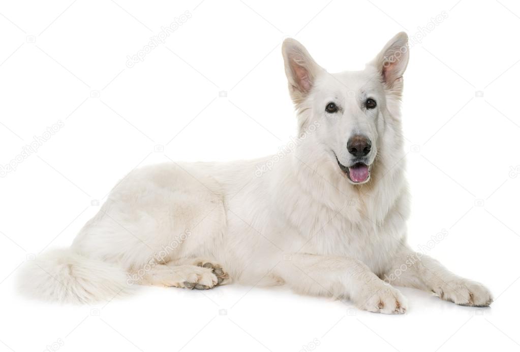 White swedish best sale shepherd