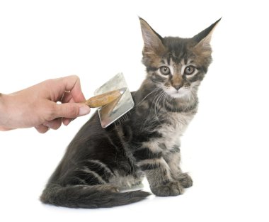 Maine coon yavru kedi fırçalama