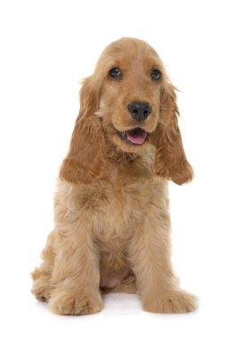 köpek yavrusu yavru horoz İspanyol Studio