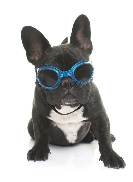 Francia-bulldog kiskutya és szemüveg — Stock Fotó