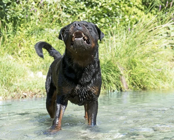 在河中进取罗威纳犬 — 图库照片