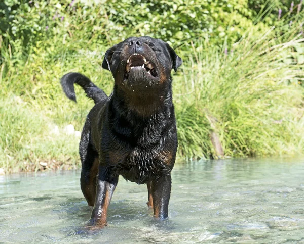 Agresivo rottweiler en río — Foto de Stock