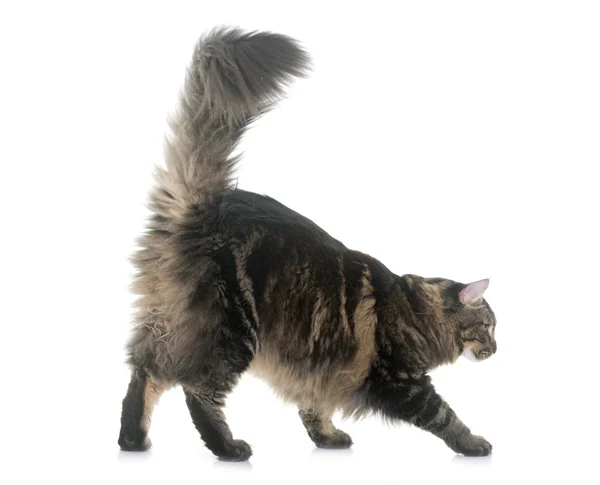 Maine coon kat — Stockfoto