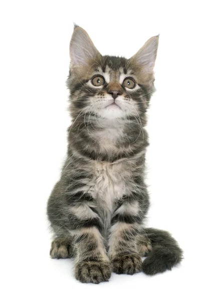 Maine coon kitten — Stock Photo, Image