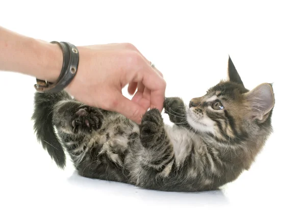 Maine coon kitten — Stock Photo, Image