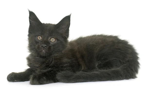 Maine coon kitten — Stock Photo, Image