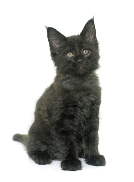 Maine Coon Kitten — Stockfoto