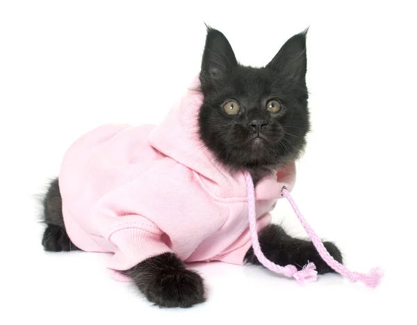 Ubrać maine coon kitten — Zdjęcie stockowe