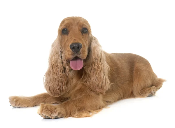 Cocker spaniel in studio — Foto Stock