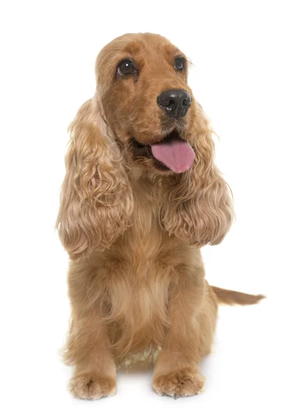 Cocker spaniel in studio — Foto Stock