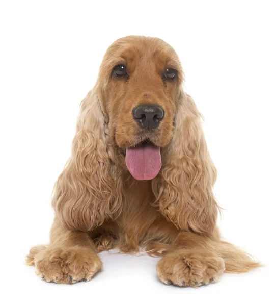 Cocker spaniel em estúdio — Fotografia de Stock