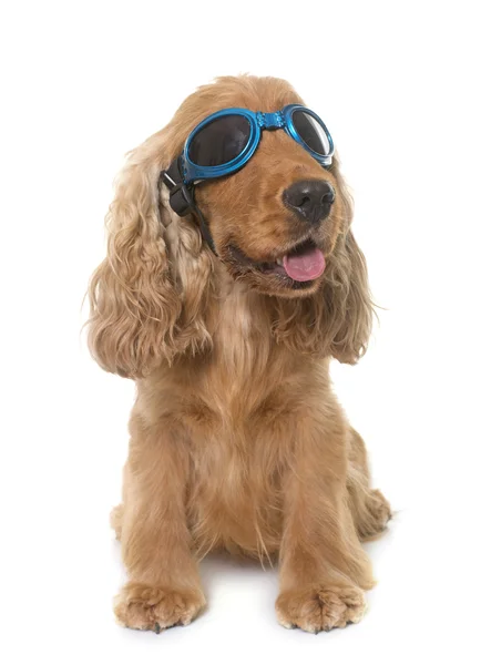 Cocker spaniel with glasses — Stock Photo, Image