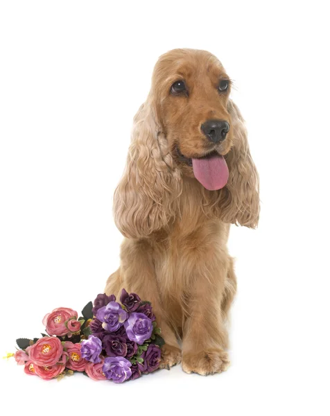 Cocker spaniel em estúdio — Fotografia de Stock