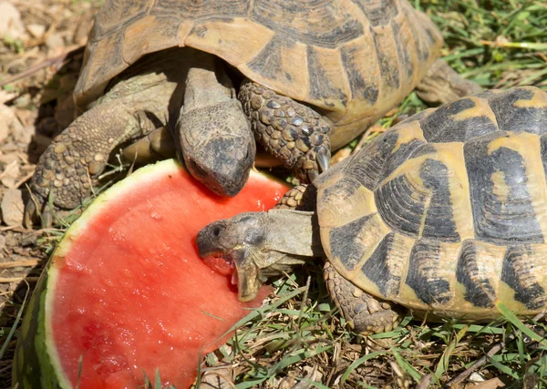 Testudo hermanni tartaruga mangiare — Foto Stock