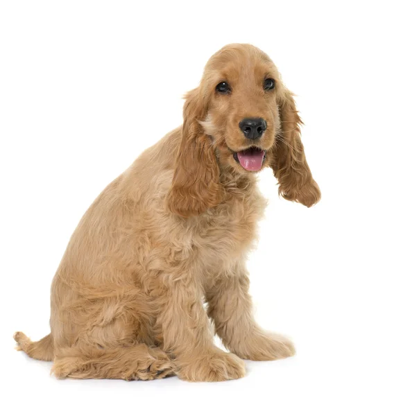 Welpen cocker spaniel im studio — Stockfoto