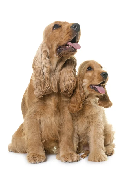 Dois cocker spaniel em estúdio — Fotografia de Stock