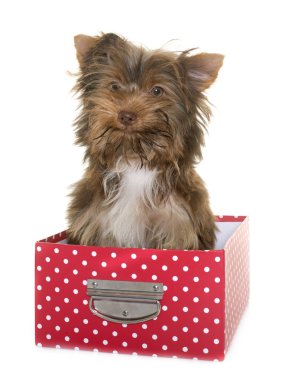 çikolata köpek yavrusu yorkshire korkunç