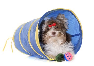 köpek yavrusu biro yorkshire korkunç
