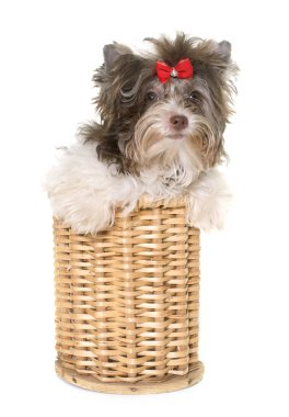 köpek yavrusu biro yorkshire korkunç
