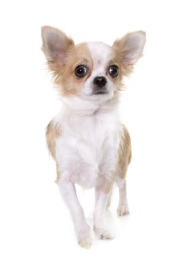 chihuahua Studio