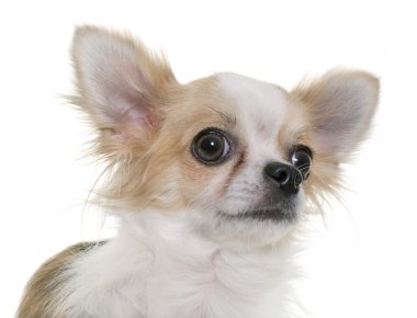 chihuahua Studio