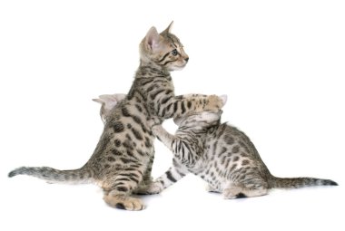 studi de Bengal kedi