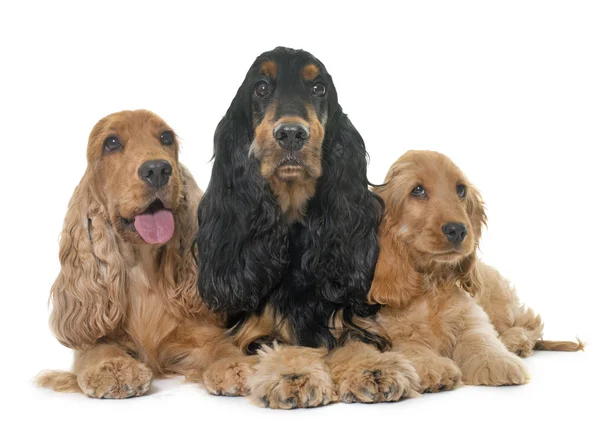 Três cocker spaniel em estúdio — Fotografia de Stock