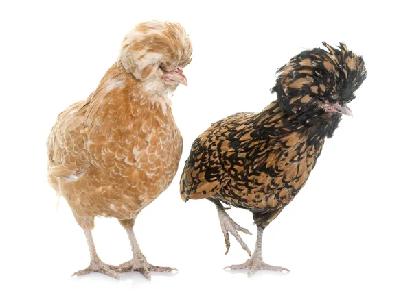 Padovana chicken in studio — Stock Photo, Image