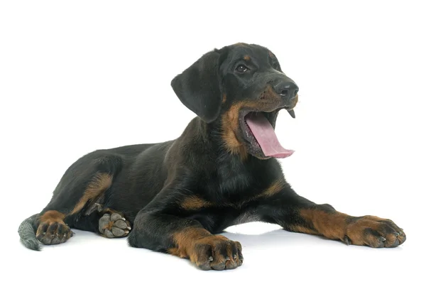 Puppy beauceron in studio — Stockfoto