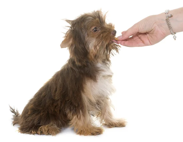 Chocolate puppy yorkshire terrier eating — Stock Photo, Image