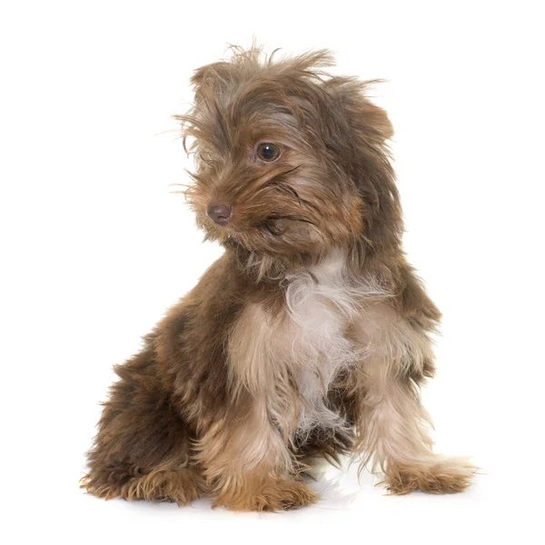 Chocolate puppy yorkshire terrier — Stock Photo, Image