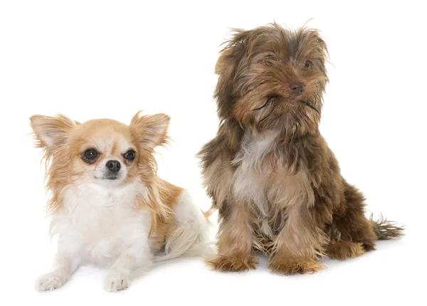 Choklad valp yorkshire terrier och chihuahua — Stockfoto