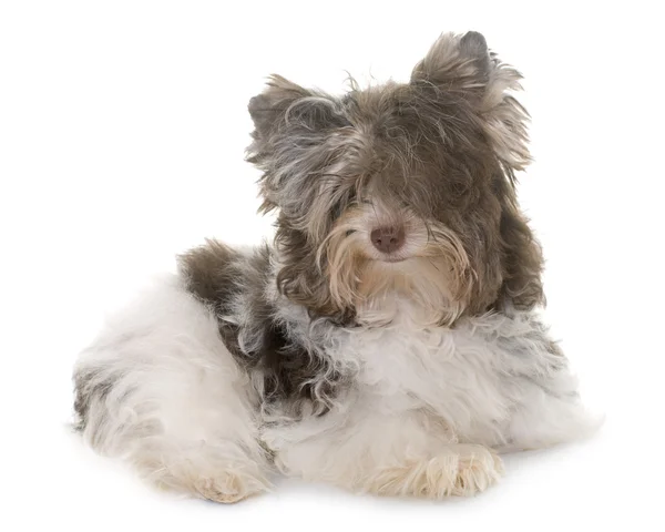 Szczeniak biro yorkshire terrier — Zdjęcie stockowe