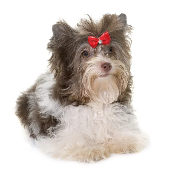 Puppy biro yorkshire terrier — Stock Photo, Image
