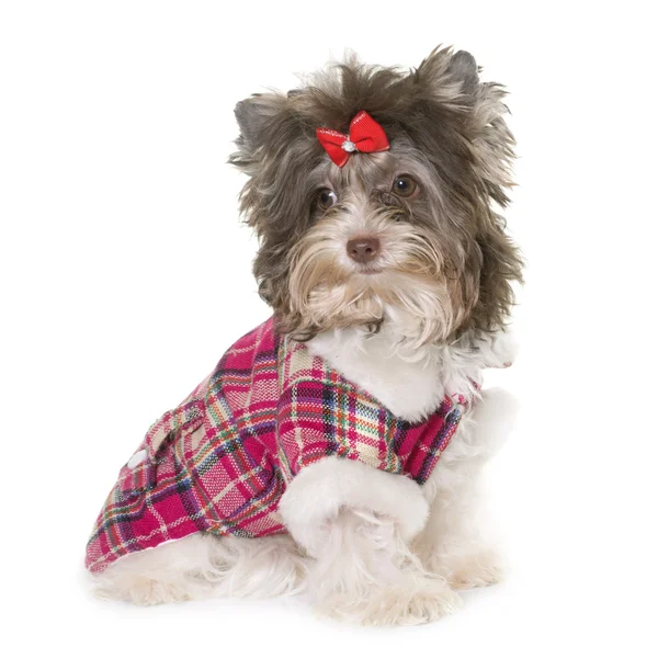 Vestito cucciolo biro yorkshire terrier — Foto Stock