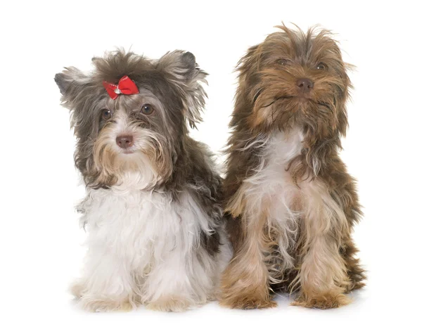 Two puppies yorkshire terrier — Stock Photo, Image