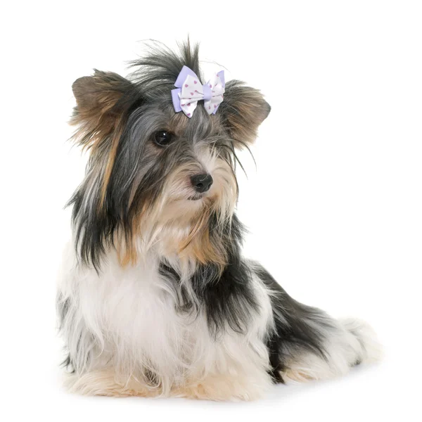 Biewer yorkshire terrier — Foto de Stock